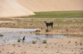 Cabra recém nascida corre para a sua mãe, perto de Atins, nos Lençóis Maranhenses - MA